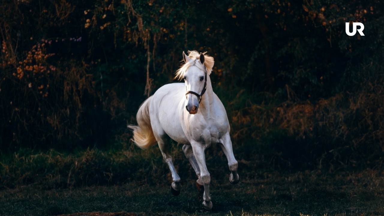 Fakta om djur romani chib/kelderash Häst UR Play