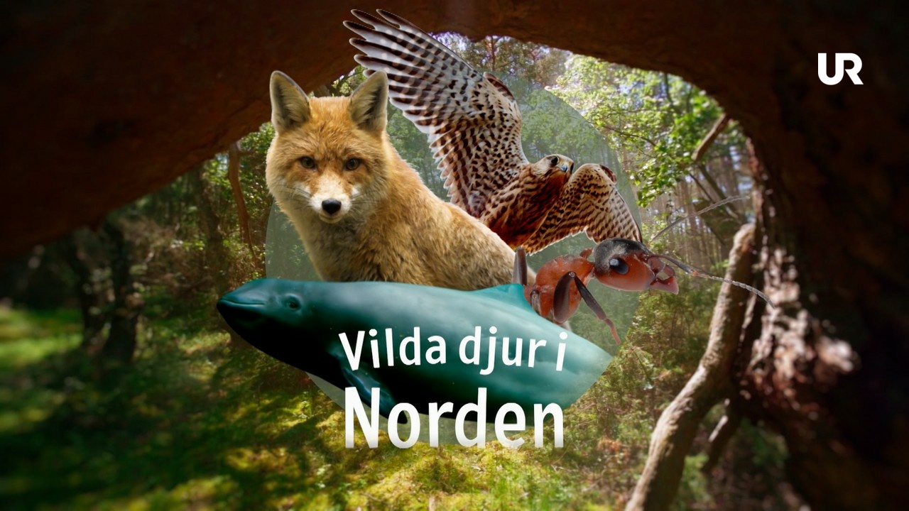 Vilda Djur I Norden | UR Play